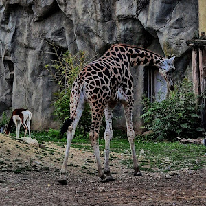 Grădina Zoologică și Botanică din Budapesta — fotografia 5