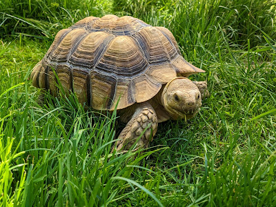 Mecske ZOO — fotografia 3