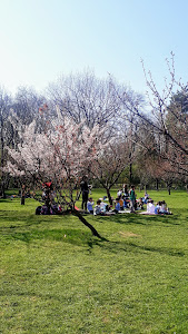 Grădina Japoneză — fotografia 4