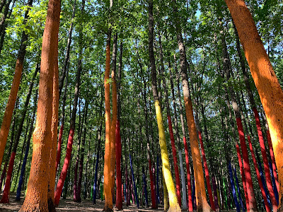 Pădurea Colorată — fotografia 4