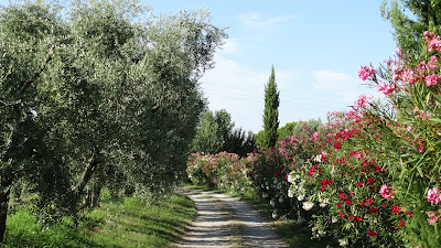 Agricamping Mabellini — fotografia 5