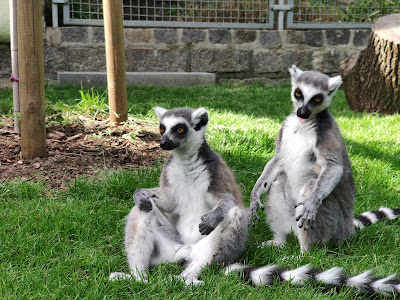 Senftenberg Zoo — fotografia 4