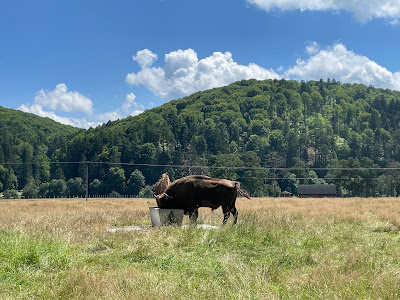 Valea Zimbrilor — fotografia 3