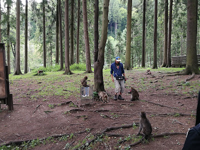 Affenberg Landskron — fotografia 5
