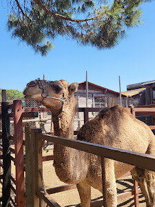 Aires Africanos - Ecoturismo en camello por Doñana — fotografia 5
