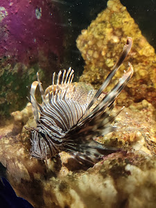 Aquarium of Faliraki (AquaWorld) — fotografia 4