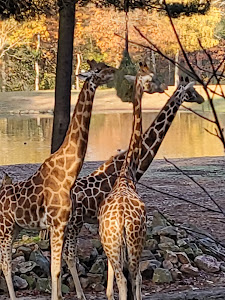 Burgers' Zoo — fotografia 3