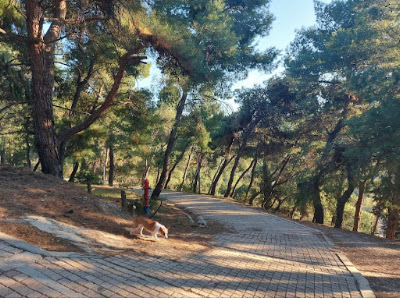 Dasillio — fotografia 4