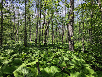 Biogradska gora National Park — fotografia 4