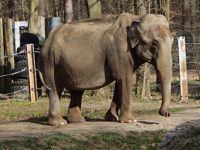Cottbus Zoo — fotografia 3