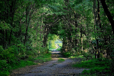 Merzse Swamp Nature Reserve — fotografia 5