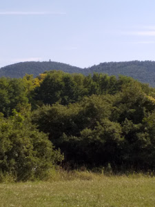 Budakeszi, Giant Sequoias — fotografia 4