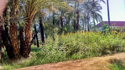 Palmeral de Santiago y Zaraíche — fotografia 3