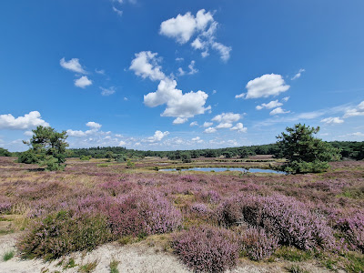 De Maasduinen National Park — fotografia 4