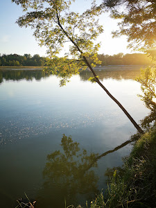 Drava forest — fotografia 5