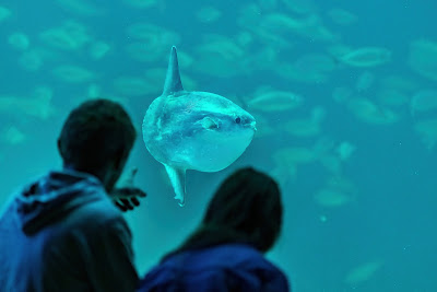 The North Sea Oceanarium