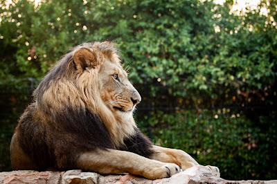 Parco Zoo Falconara Srl — fotografia 5