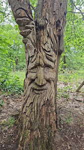 Heath and woodland walk — fotografia 5