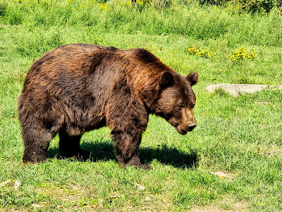 Bear Farm