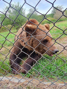 Bear Farm — fotografia 3