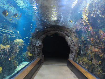 Oceanium — fotografia 3