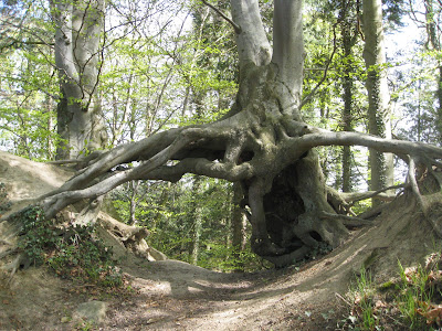 Stensby Møllebæk (Malling's Gorge) — fotografia 4