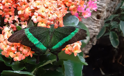 Allgäu Schmetterling- Experience — fotografia 4