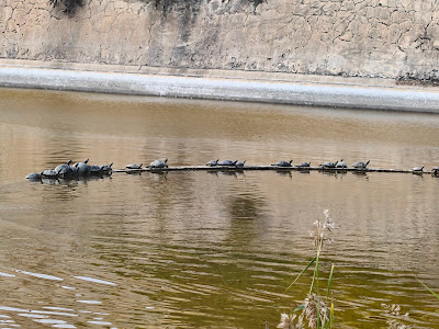 El llac de Can Jalpí — fotografia 5