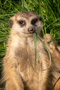 Hochwildschutzpark Hunsrück — fotografia 5