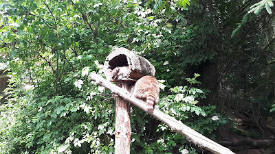 Bayerwald-Tierpark Lohberg — fotografia 2