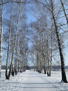 Kabaty Woods — fotografia 4