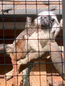 Skærup Zoo — fotografia 5