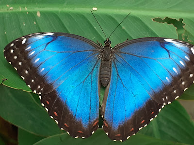 Allgäu Schmetterling- Experience — fotografia 3