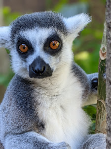 Alameda Wildlife Park — fotografia 3