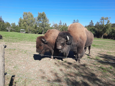 Hochwildschutzpark Hunsrück — fotografia 3