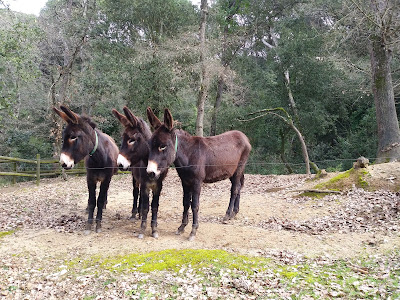 RUKIMON - RUCS DEL CORREDOR- Rukimon de Dalt — fotografia 4