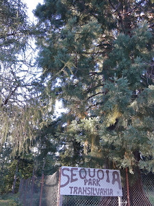 Sequoiadendrum Giganteum — fotografia 5