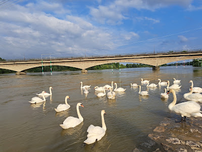 Drava forest — fotografia 4