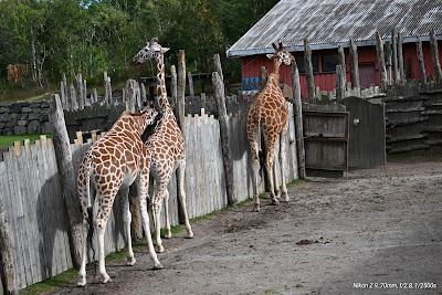 Kristiansand Zoo and Amusement Park — fotografia 3