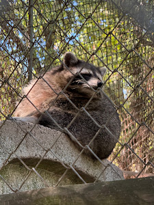 Aytos Zoo — fotografia 3