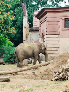 ZOO — fotografia 4
