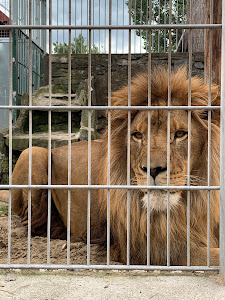 ZOO in Spišská Nová Ves — fotografia 3