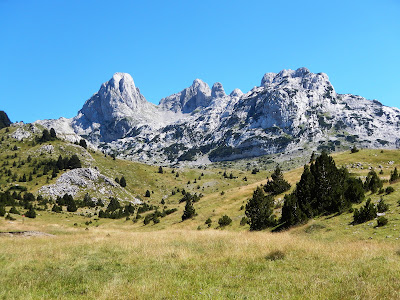 Zelena glava