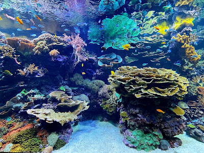 L’Oceanogràfic — fotografia 4