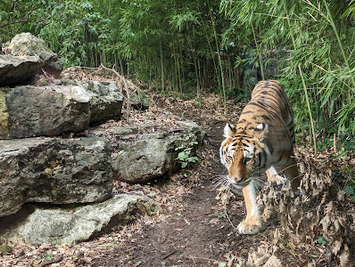 Zoo of Pistoia — fotografia 4