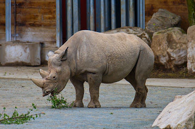 Safari Park Dvůr Králové