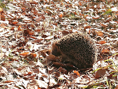 Naturerlebnispfad Hansenhohl — fotografia 4