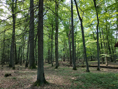 Bielaviežskaja pušča National Park — fotografia 3