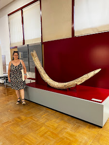 Museo Numantino — fotografia 5