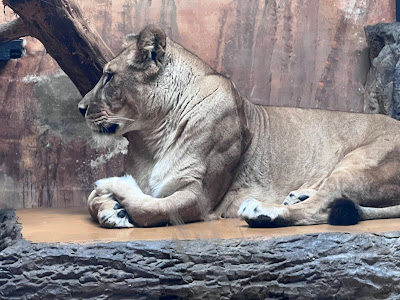 The Sofia Zoo — fotografia 5